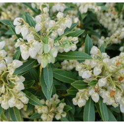 Japán babérhanga Pieris Japonica Debutante CLT7