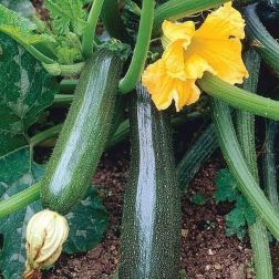 O&aacute;zis Cucurbita Pepo Deffender z&ouml;ld cukkini pal&aacute;nta 12 cm-es cser&eacute;pben