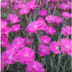 Dianthus gratianopolitanus "Feuerhexe" p&uuml;nk&ouml;sdi szegfű, deres szegfű 9 cm cser&eacute;pben