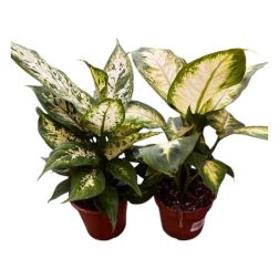 Dieffenbachia buzogányvirág 12 cm-es cserépben