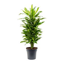 Dracaena fragrans Golden Coast sárkányfa szobanövény 27 cm-es cserépben, 110 cm magas