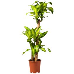 Dracaena Massangeana sárkányfa szobanövény 32 cm-es cserépben, 180 cm magas