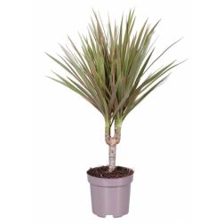 Dracaena Marginata Tricolor sárkányfa 12 cm-es cserépben