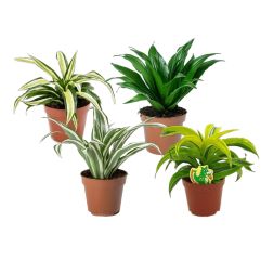 Dracaena fragans Illatos sárkányfa szobanövény 12 cm-es cserépben