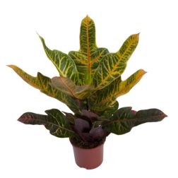 Codiaeum variegatum Kroton 12 cm-es cserépben