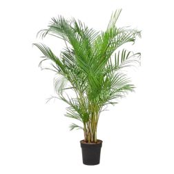 Dypsis lutescens arekapálma szobanövény 20 cm-es cserépben, 90 cm magas