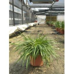 AGAPANTHUS BLUSH PINK CLT. 5 szerelemvir&aacute;g