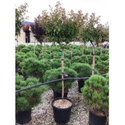 LAGERSTROEMIA INDICA LILAC GRAND SUD (R) CLT. 55 12/14 STANDARD kínai selyemmirtusz