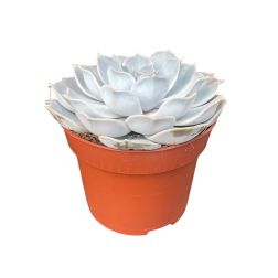 Echeveria 12 cm-es cserépben, kb. 5 cm magas