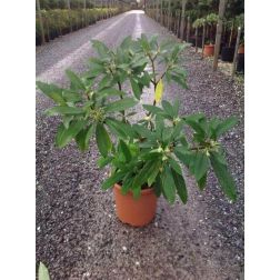 Edgeworthia Chrysantha Lv9 illatos virágú japán papírcserje
