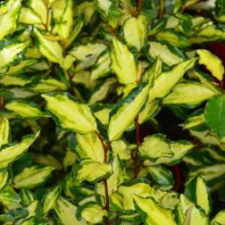 ELAEAGNUS EBBINGEI MARYLINE (R) CLT. 3 Széleslevelű ezüstfa