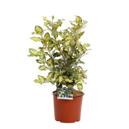 ELAEAGNUS EBBINGEI MARYLINE (R) CLT. 10 Széleslevelű ezüstfa