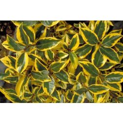 Elaeagnus ebb."Gilt Edge" CLT10