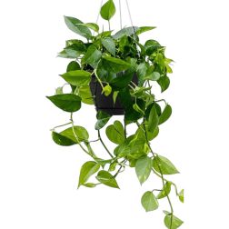 Epipremnum/Scindapsus akaszt&oacute;s Szobai fut&oacute;ka szoban&ouml;v&eacute;ny 15 cm-es cser&eacute;pben