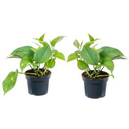 Epipremnum/Scindapsus Szobai futóka szobanövény 12 cm-es cserépben