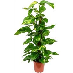 Epipremnum szobai futóka szobanövény fajták 21 cm-es cserépben, mohakaróra futtatva, 100 cm magas