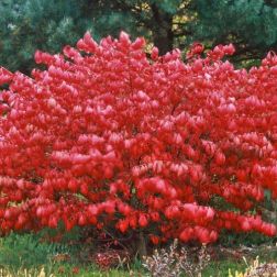 EUONYMUS ALATUS COMPACTUS  CLT. 3  Szárnyas kecskerágó