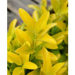 EUONYMUS JAPONICUS EL DORADO (R)  CLT. 3  Kecskerágó
