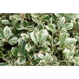 Euonymus jap."Pres. Gau." CLT10