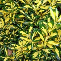 Euonymus jap."El. Aureus" CLT25