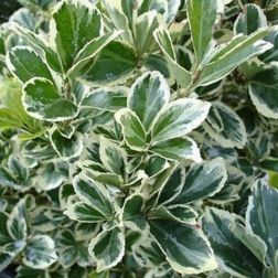 Euonymus jap."Bravo" CLT10