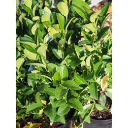EUONYMUS JAPONICUS GREEN MILLENIUM (R)  CLT. 10  Kecskerágó