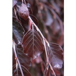 Fagus syl."Purple Fountain" CLT30