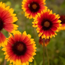 Oázis Kokárdavirág - Gaillardia aristata 19 cm-es cserépben