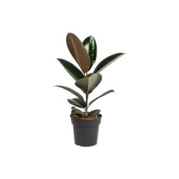 Ficus Abidjan szobafikusz szobanövény 17 cm-es cserépben, 90 cm magas