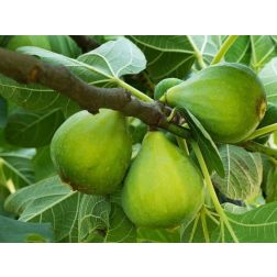 FICUS CARICA DOTTATO CLT. 10 Füge