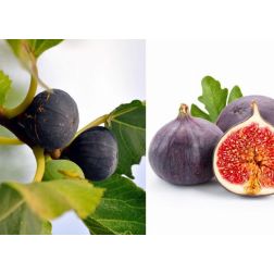 FICUS CARICA BROGIOTTO NERO CLT. 10 HALF STANDARD Füge