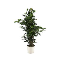 Ficus danielle csüngőágú fikusz szobanövény 21 cm-es cserépben, 120 cm magas