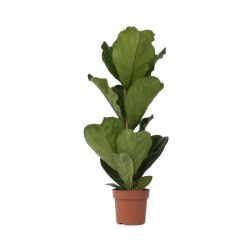 Ficus lyrata Lantlevelű fikusz szobanövény 12 cm-es cserépben