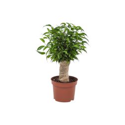Ficus Natasja csüngőágú fikusz szobanövény 20 cm-es cserépben, 75 cm magas