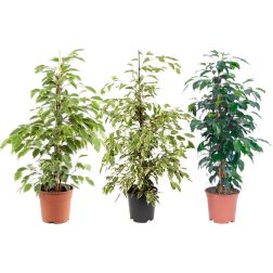 Ficus benjamina Benj&aacute;min fikusz szoban&ouml;v&eacute;ny 12 cm-es cser&eacute;pben