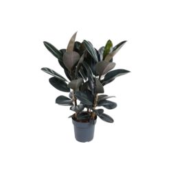 Ficus Abidjan szobafikusz  szobanövény 21 cm-es cserépben, 90 cm magas
