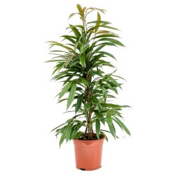 Ficus Amstel King hosszúlevelű fikusz szobanövény 25 cm-es cserépben, 110 cm magas