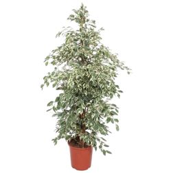 Ficus benjamina Twilight tarka Benjámin fikusz szobanövény 24 cm-es cserépben, 150 cm magas