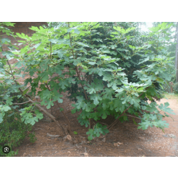 FICUS CARICA BROWN TURKEY CLT. 10 HALF STANDARD Füge