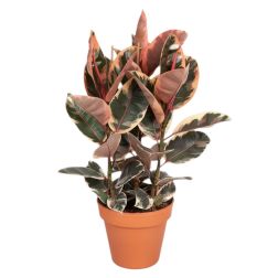 Ficus elastica Belize tarka szobafikusz szobanövény 21 cm-es cserépben, 90 cm magas, 3 törzses