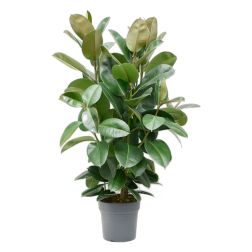 Ficus elastica Robusta szobafikusz szobanövény 24 cm-es cserépben, 120 cm magas