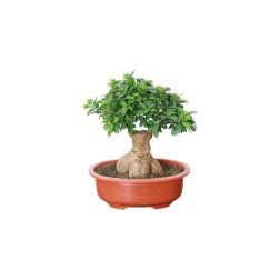 Ficus retusa ginseng bonsai szobanövény 35 cm-es tálban, 40 cm magas