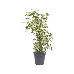 Ficus Starlight csüngőágú fikusz szobanövény 20 cm-es cserépben, 120 cm magas