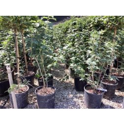 VIBURNUM OPULUS ROSEUM  CLT. 18 125/150  Kányabangita