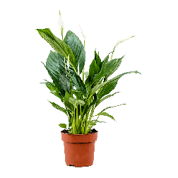 Spathiphyllum Vitorlavirág szobanövény 12 cm-es cserépben