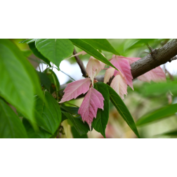 ACER NEGUNDO FLAMINGO  CLT. 30 10/12 STANDARD  Fehér-rózsaszín tarka levelű zöld juhar