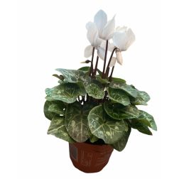 Cyclamen ciklámen 12 cm-es cserépben, kb. 10 cm magas