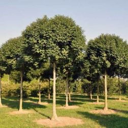 Fraxinus ornus "Mecsek" CLT18 8/10