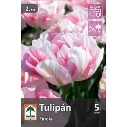 O&aacute;zis Tulipa Finola tulip&aacute;n vir&aacute;ghagyma 5 db