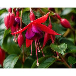 Fuchsia t&ouml;rzses fukszia n&ouml;v&eacute;ny 19 cm-es cser&eacute;pben